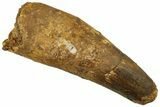 Fossil Spinosaurus Tooth - Huge Feeding Worn Tooth #227276-1